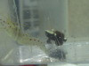 White Cap Goby, with Red Spotted Snapping Shrimp
