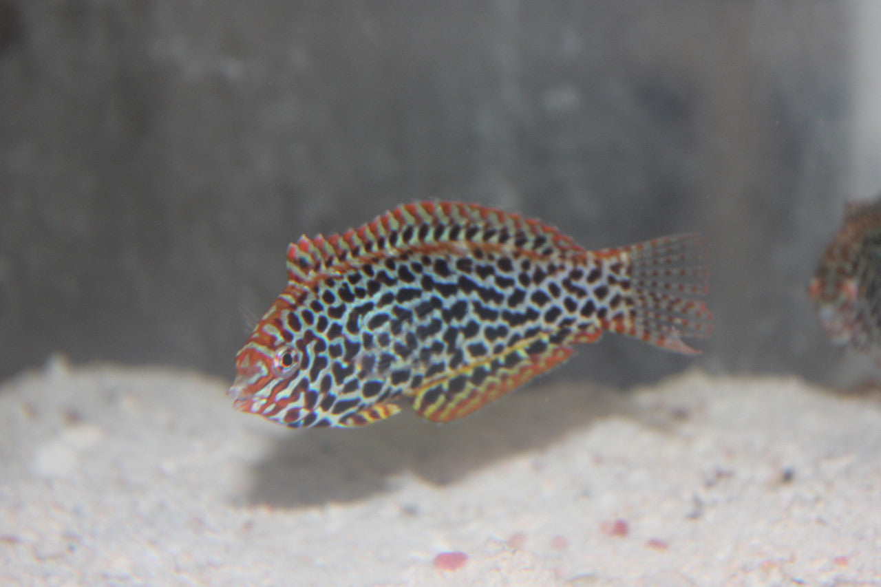 Leopard Wrasse