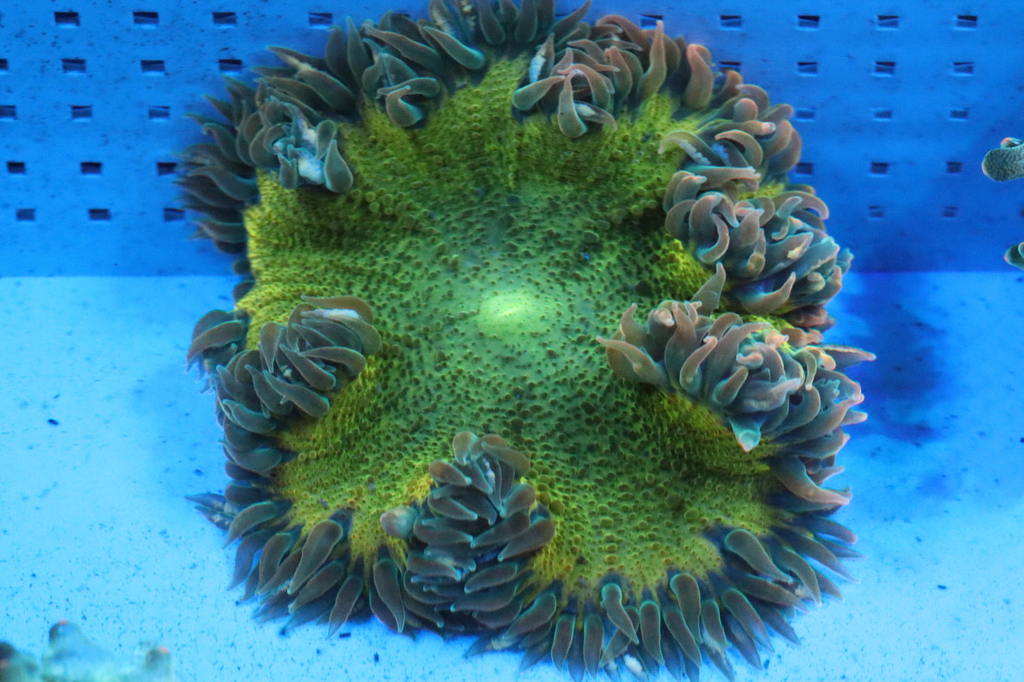 Yellow Rock Flower Anemone