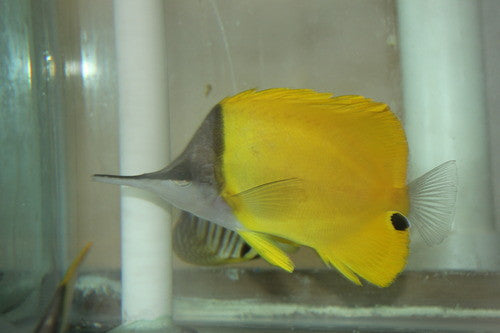 Longnose Butterfly(XL-6")