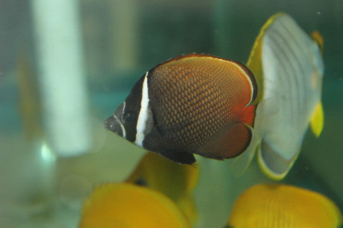 Collare (Pakistani) Butterflyfish 3-4"