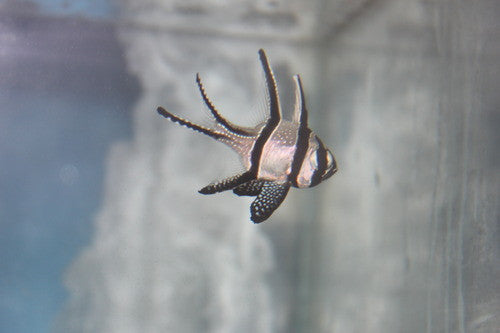 Banggai Cardinalfish-group of 3