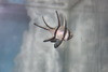 Banggai Cardinalfish-group of 3