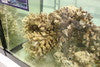 Live Rock-Branch Rock (price per lb)