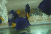 Purple Tang | Zebrasoma xanthurus | 4”