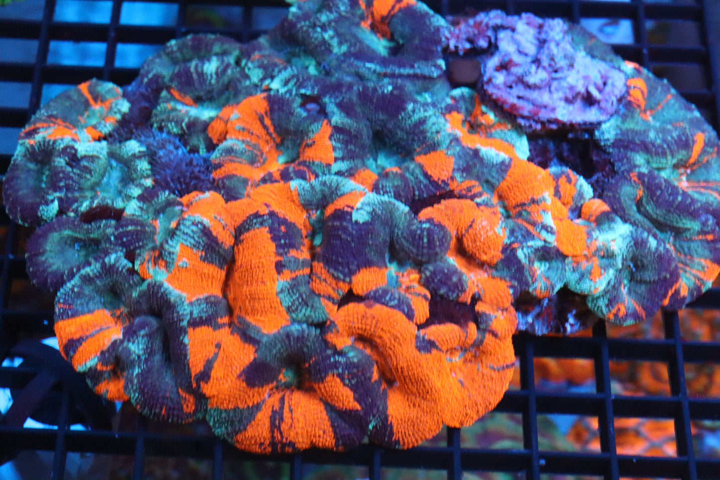 Warpaint Acan Bowerbanki Colony