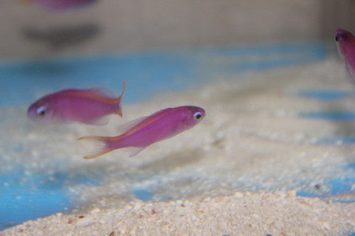 Purple Queen Anthias (2-3")