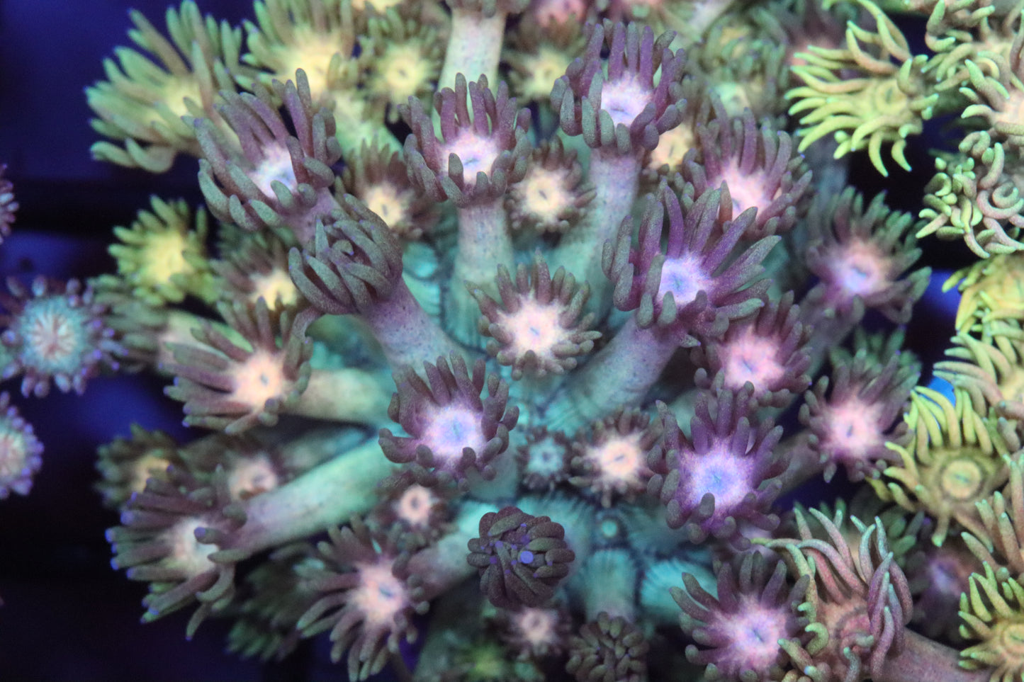 Ultra Rainbow Goni (12)