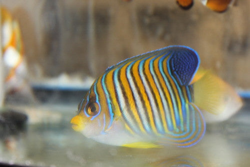 Regal Angel (4” Tonga)