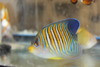 Regal Angel (4” Tonga)