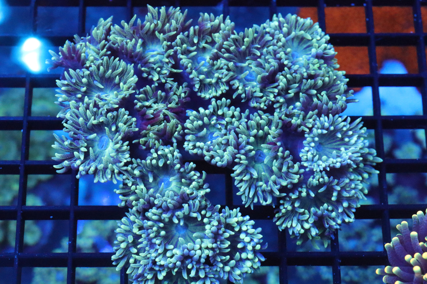 Neon Yellow w/ Blue Duncan COLONY (LARGE)