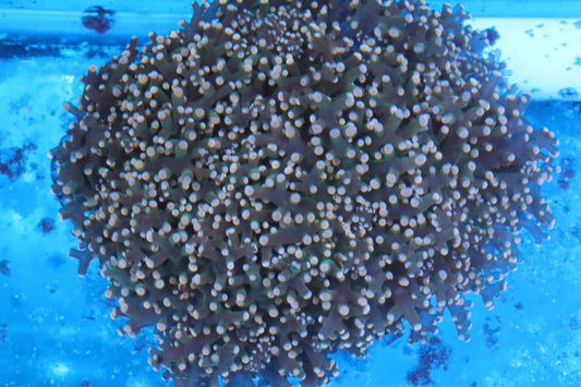 Bi-Color Branching Frogspawn Green Mouth Pink Tips COLONY