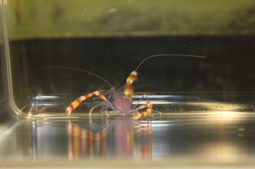 Purple Coral Banded Shrimp