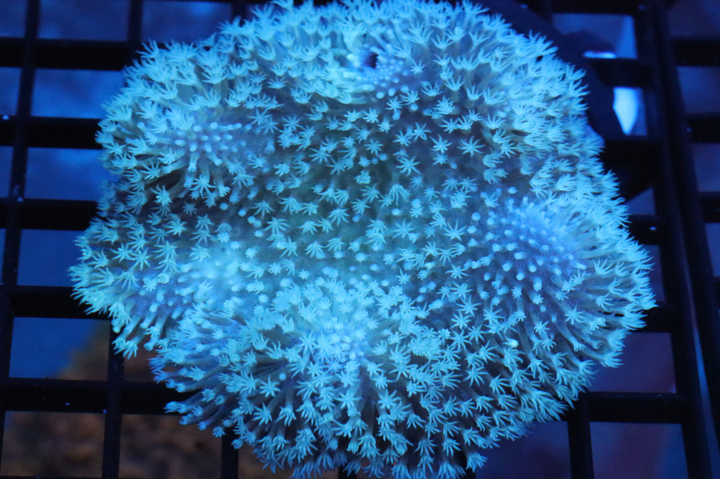 Long Polyp Toadstool Leather