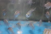 Bluestreak Cardinal
