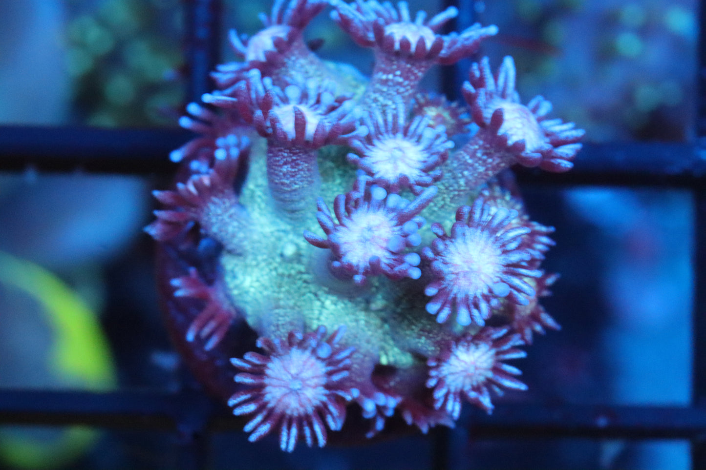 Blueberry Glitter Goni (8)