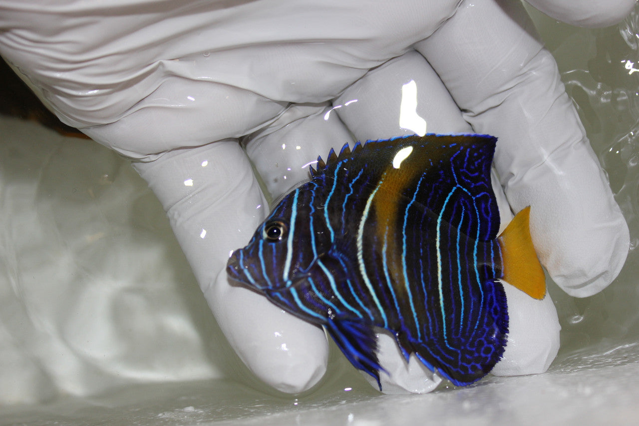 BA Maculosus Angel (1" CB juv)