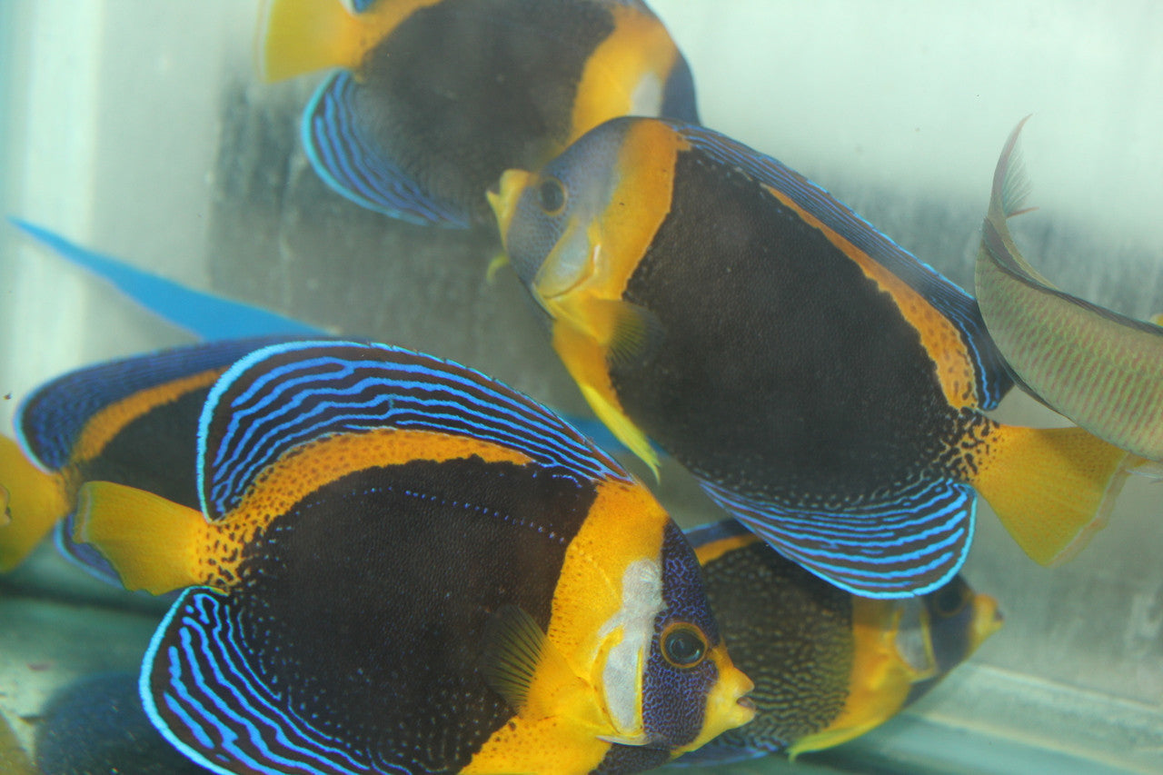 Scribbled Angel | Chaetodontoplus duboulayi (6" female)