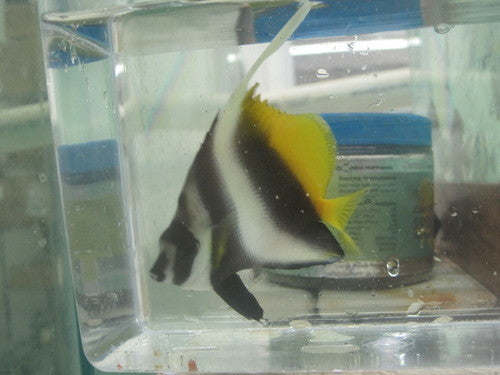 Heniochus Singularis
