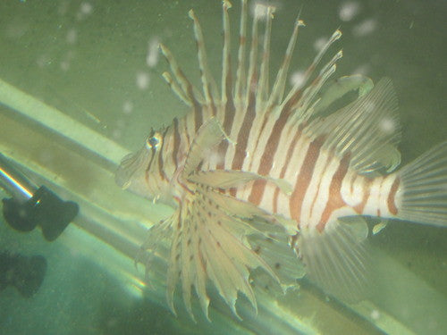 Volitan Lionfish XL (7")