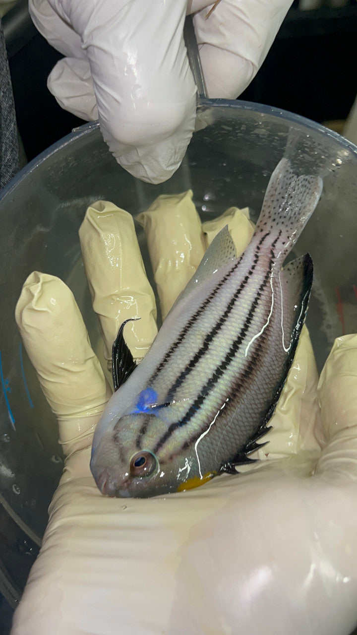 Lamarck Angelfish (4” Male)