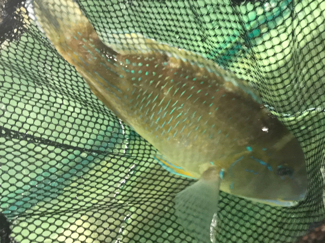 Black Spotted Tusk | Choerodon schoenleinii (14")