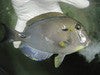 White Freckeled (Maculiceps) Tang (8")
