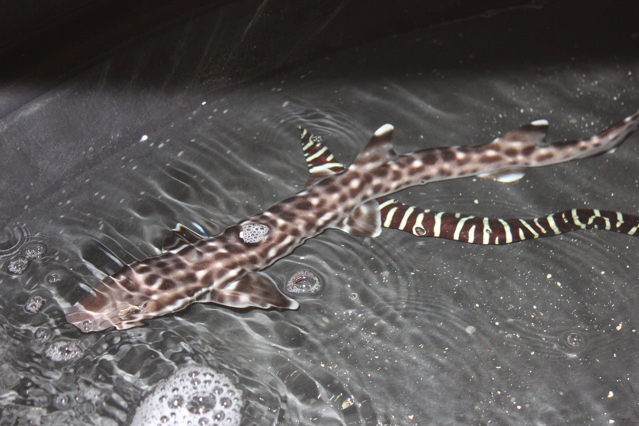 Marble Cat Shark (24")