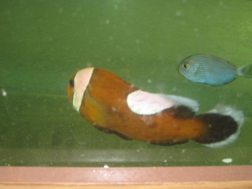 Saddleback Clownfish (Brown)