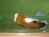 Saddleback Clownfish (Brown)