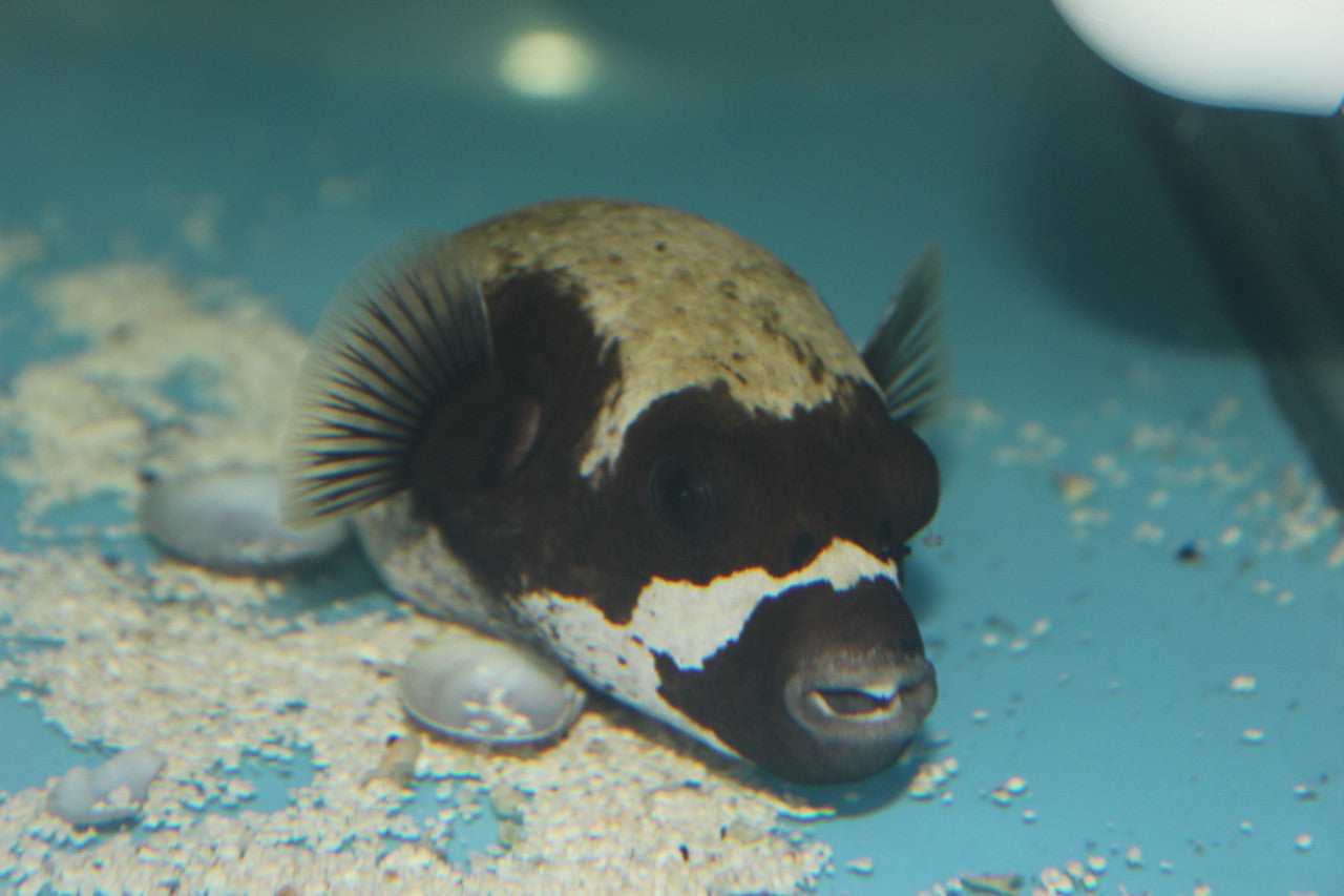 Panda (masked) Puffer-Red Sea (5-6")