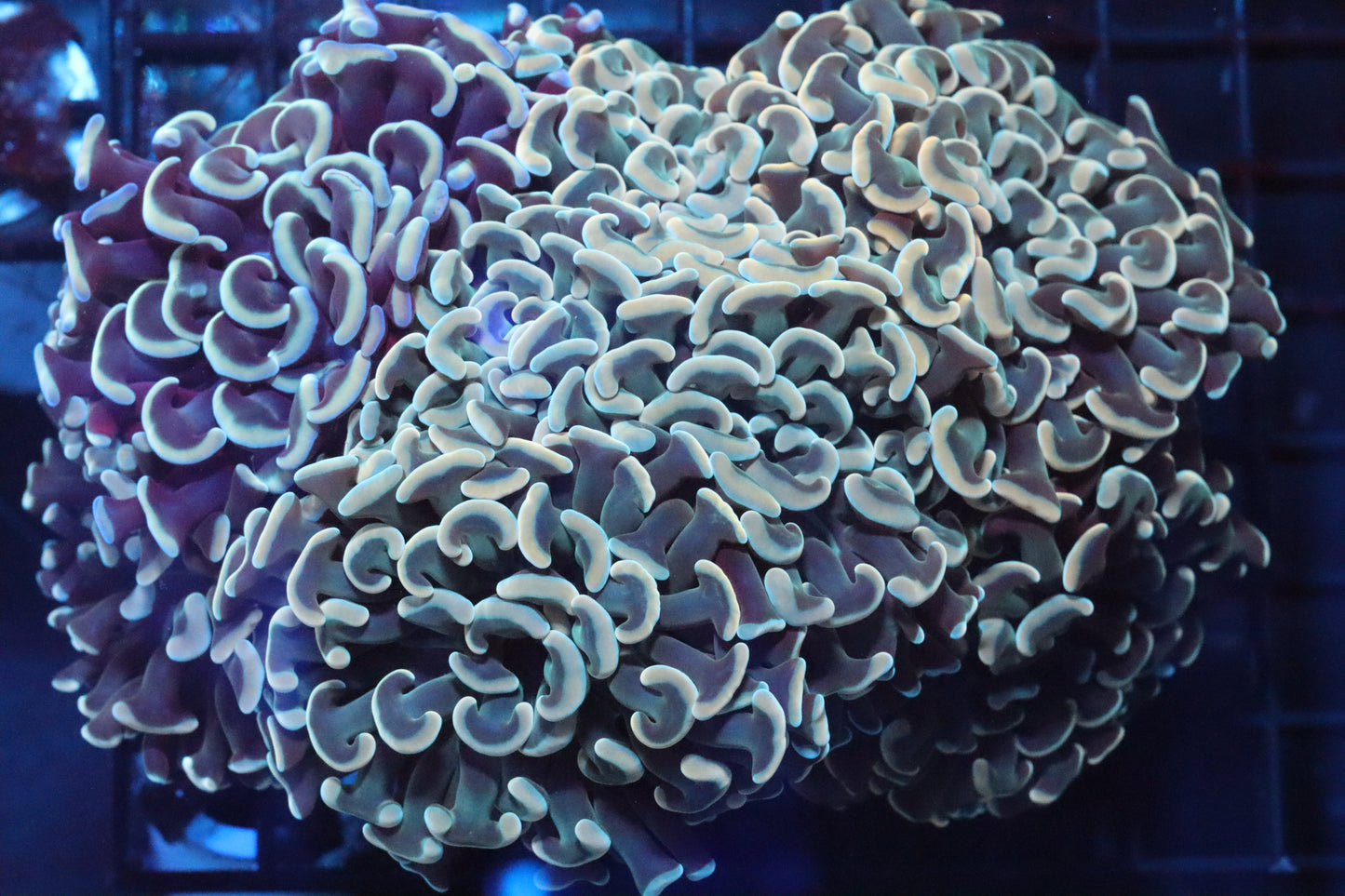 Gold Branching Hammer Colony