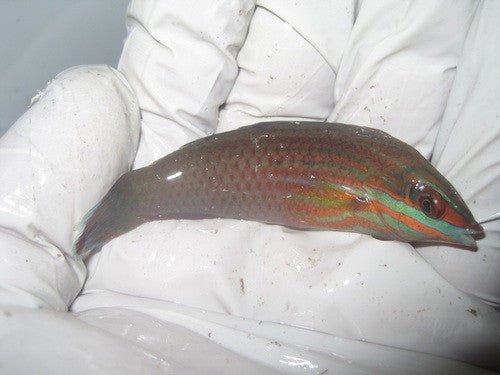 Christmas Wrasse (Philipines)