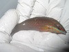 Christmas Wrasse (Philipines)