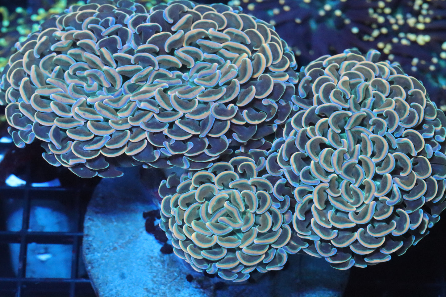 Rose Branching Hammer Colony