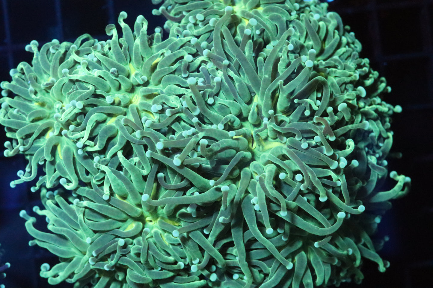 Guacamole Torch Colony