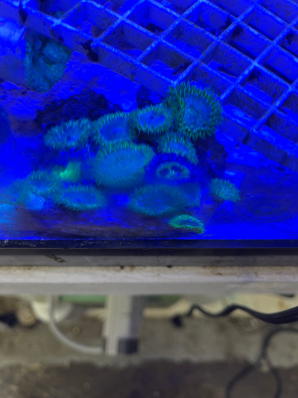 Colony Polyp, Nuclear Green (Protopalythoa sp.)
