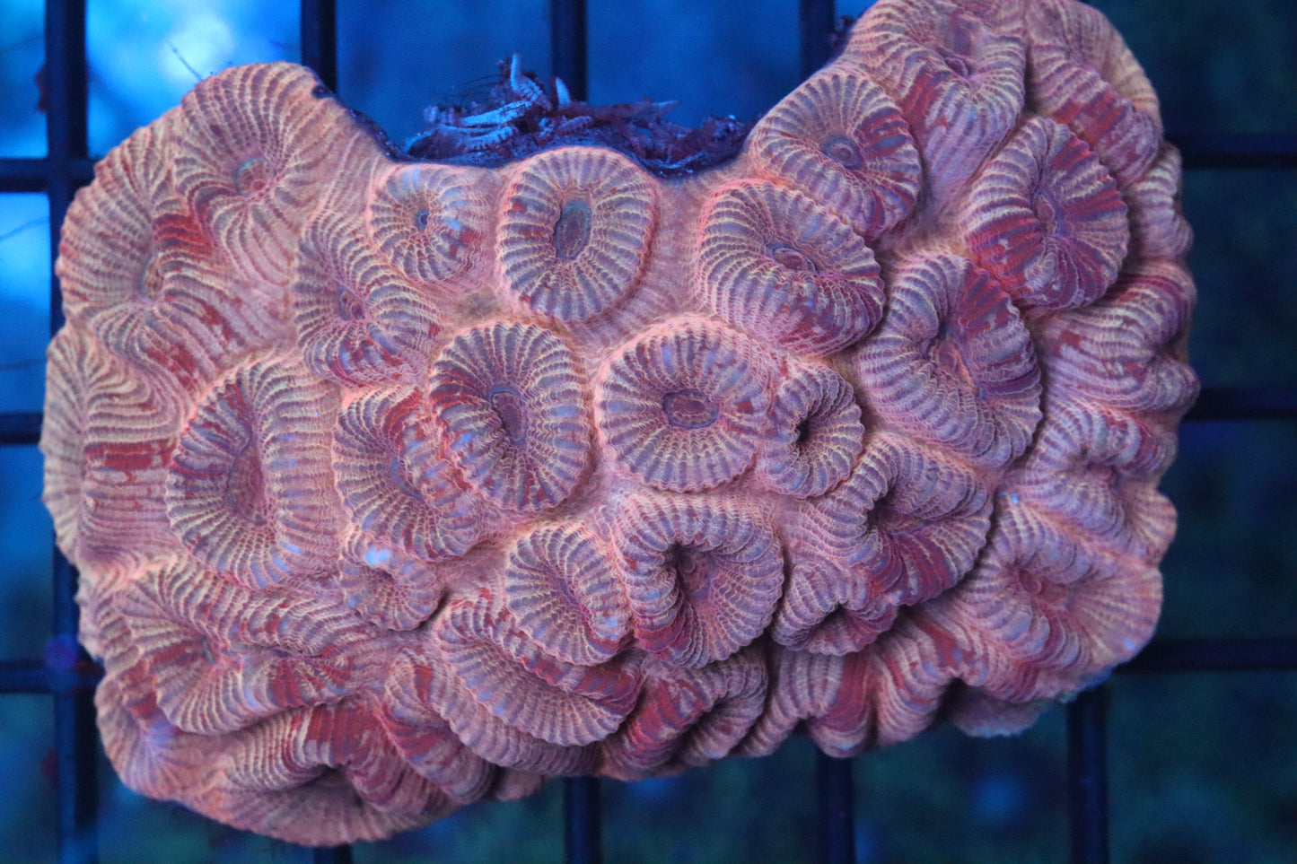 Blush Favia Mini Colony