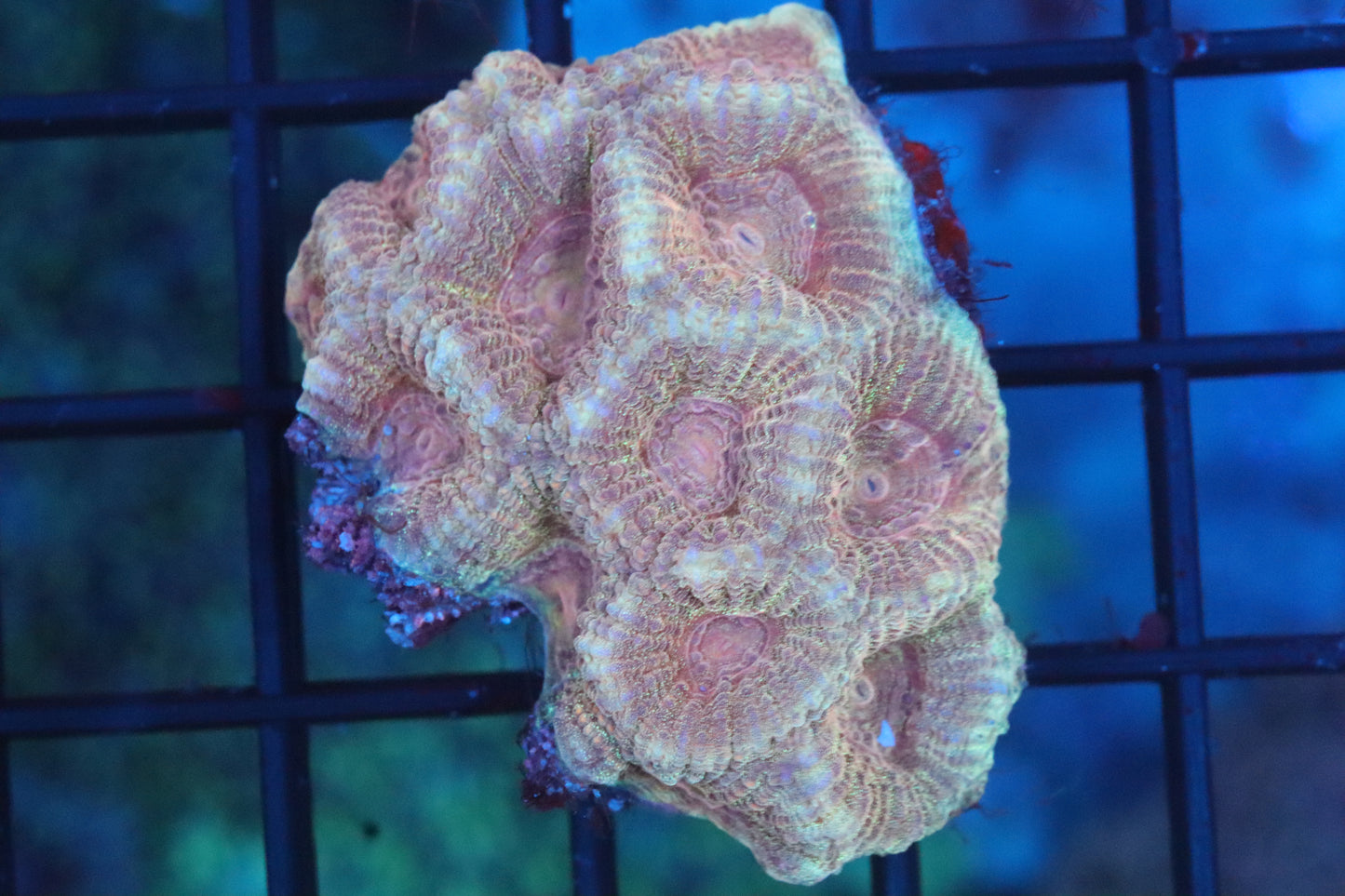 Orange Nugget Favia Mini Colony