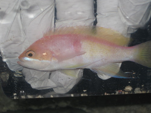 Tricolor Anthias (female)