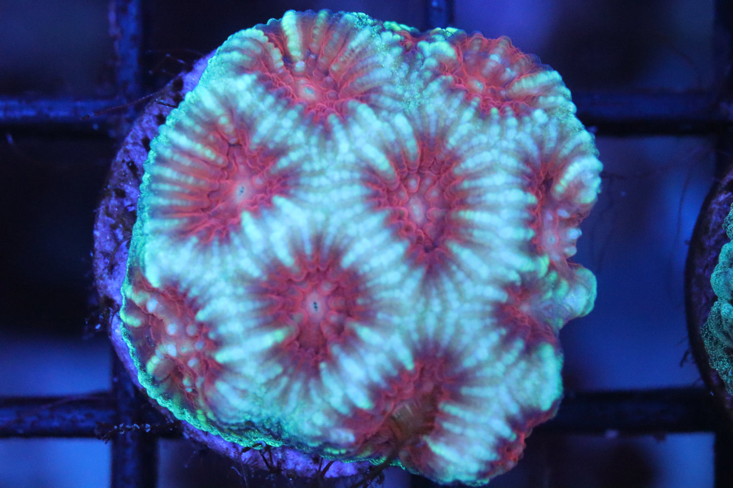 Red Mouth Favia (88)