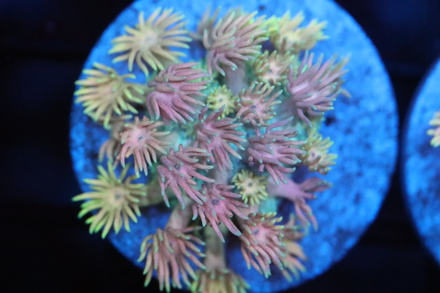 Yellow and Pink Goni (A22)