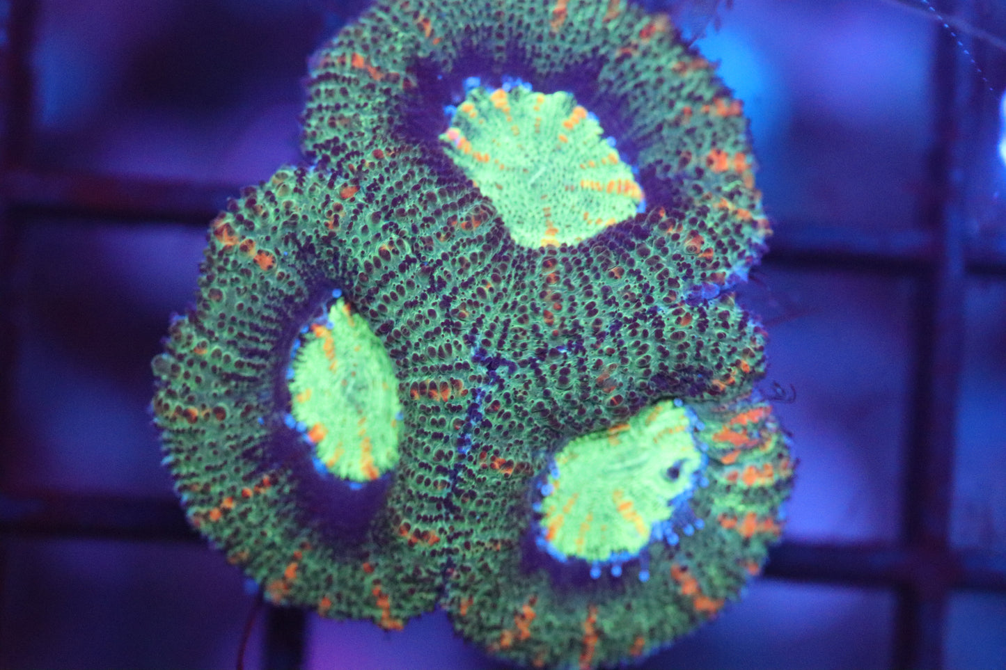 Pine Micromussa (77)