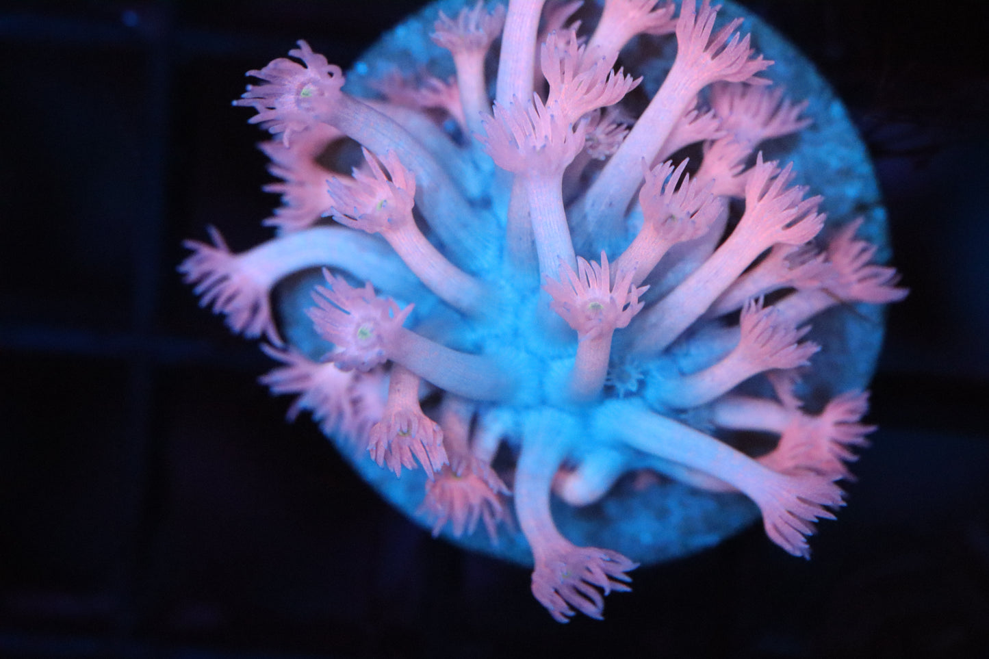 Cotton Candy Goni (A23)