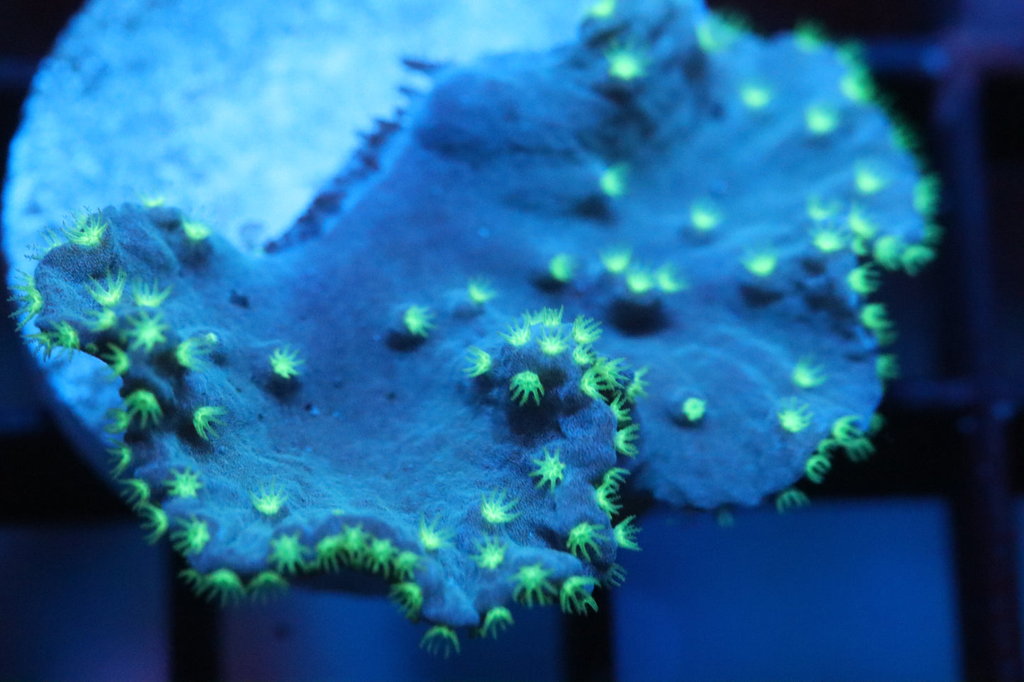 Neon Polyp Cabage Leather (A13)