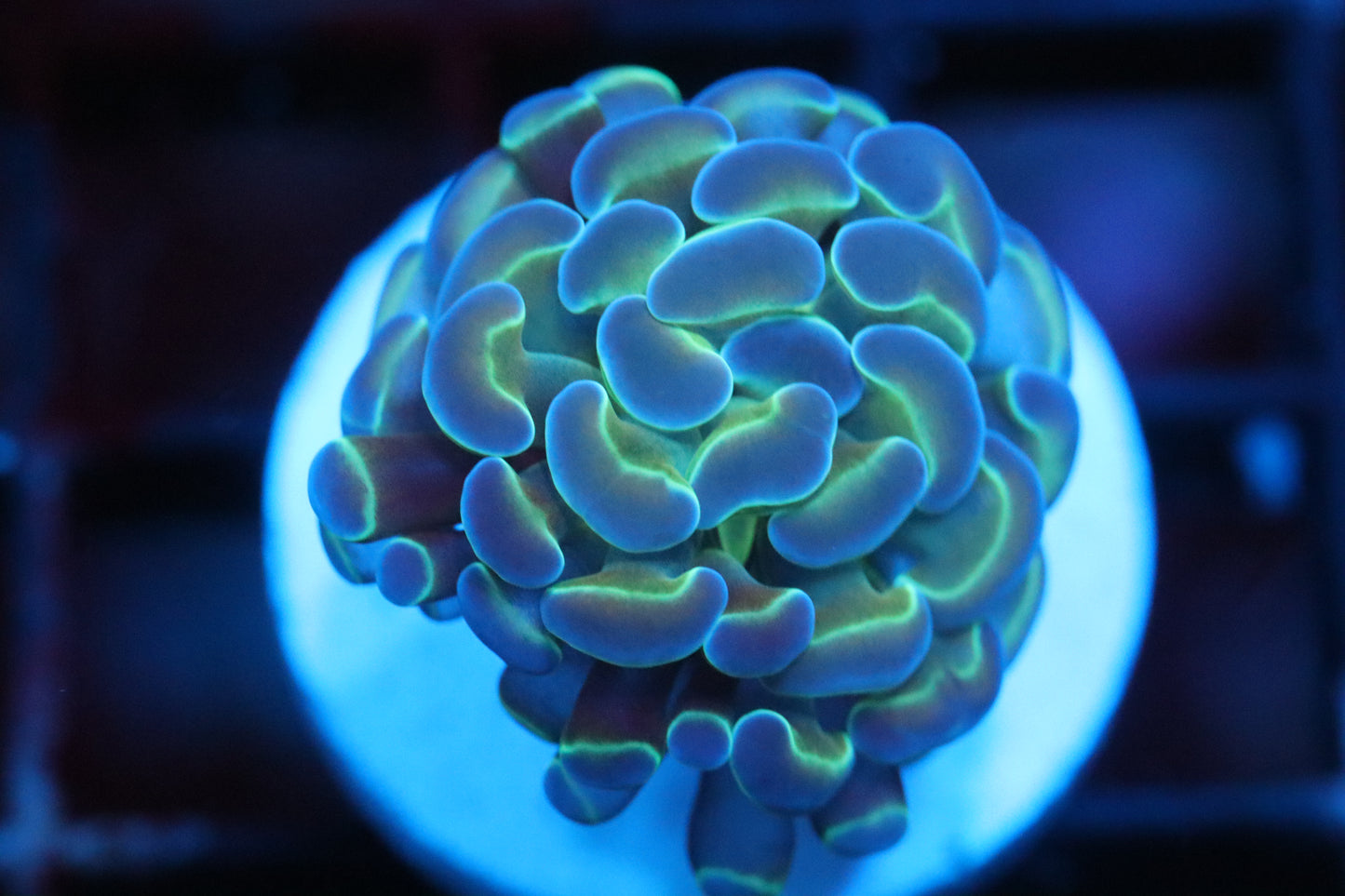 Hologram Hammer (A38)