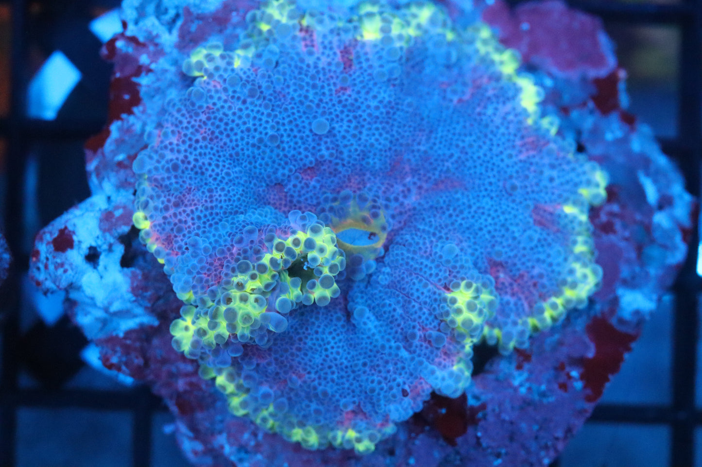 XL Neon Ring Gumball Yuma