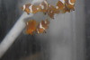 True Percula Clownfish (CB) 1-1 1/2"