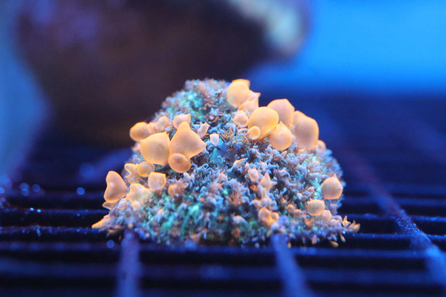 Sunkist Bounce Mushroom (B99)
