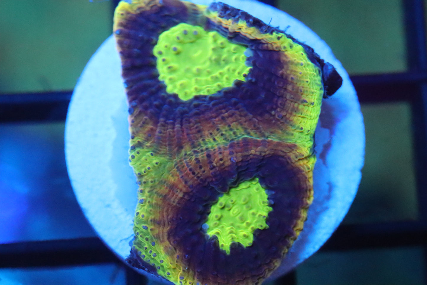 Dragon Soul Favia (A60)